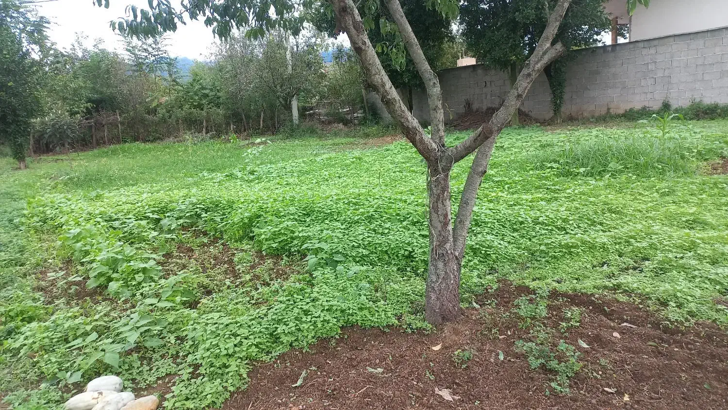 زمین مسکونی|فروش زمین و ملک کلنگی|ماکلوان, |دیوار