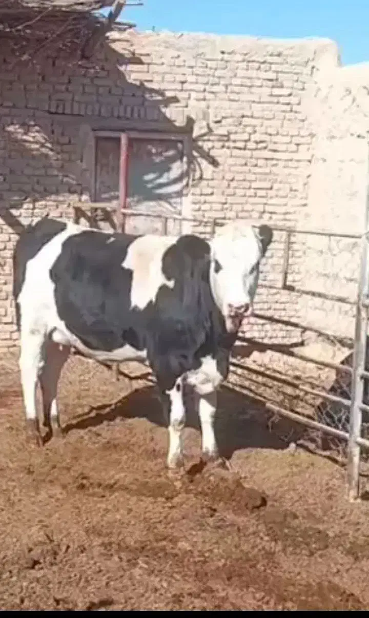 ۲راس گاو شیری|حیوانات مزرعه|جوین, |دیوار