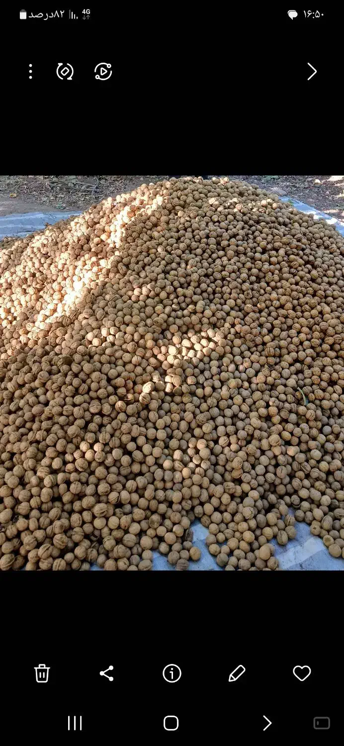 گردو درجه یک هرسین|عمده‌فروشی|هرسین, |دیوار