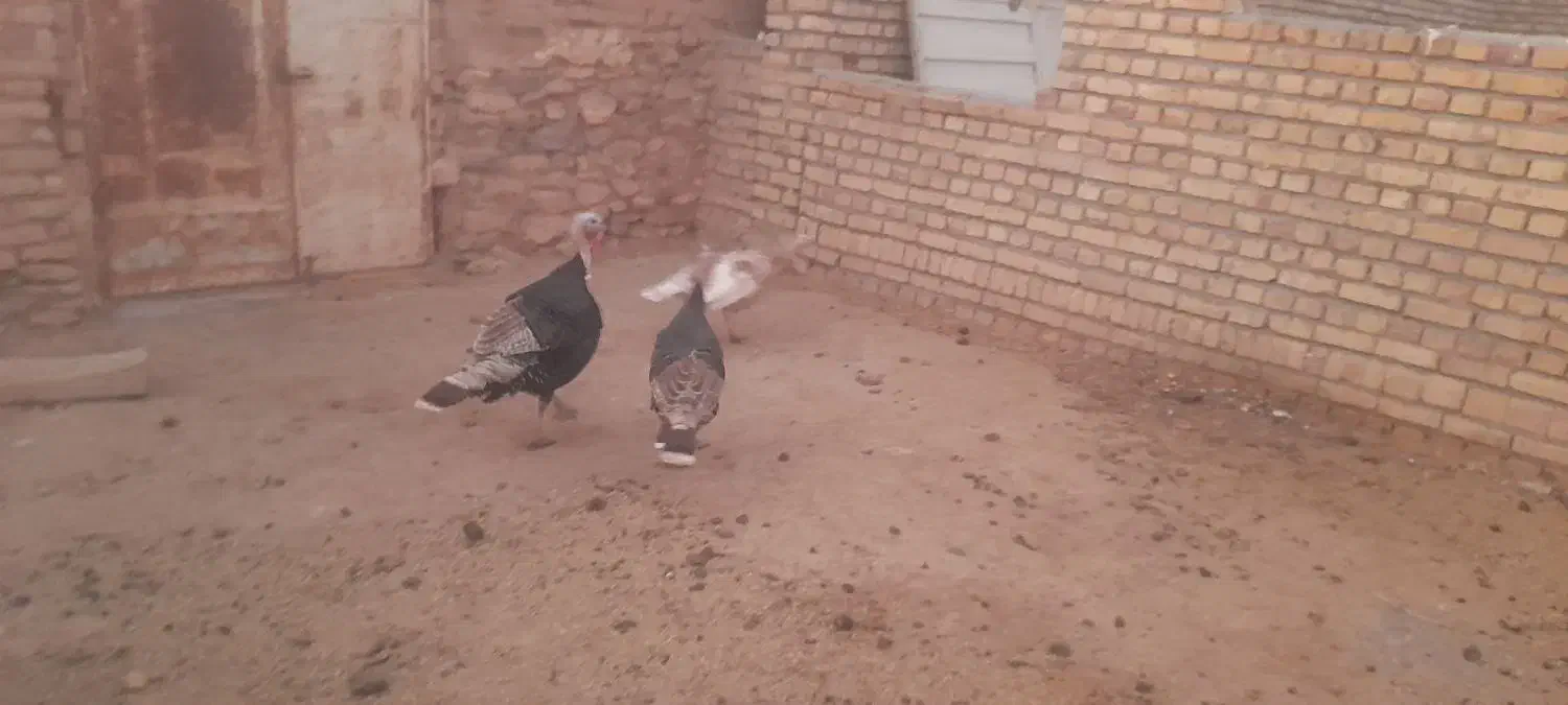 بوقلمون|حیوانات مزرعه|زاوه, |دیوار