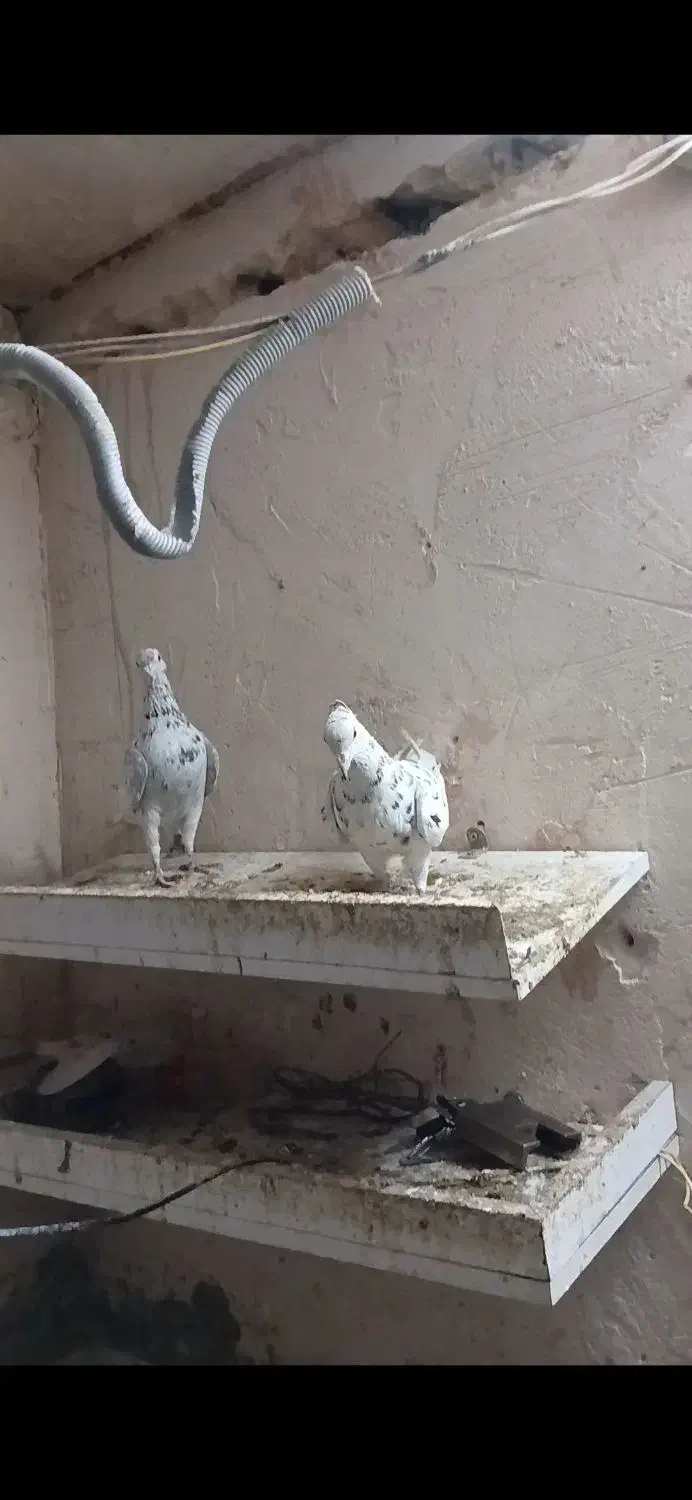 کفتر جفتگاه|پرنده|سبزوار, ایزی شهر|دیوار