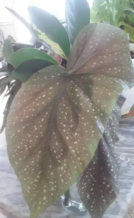 گل‌حسن‌یوسف|گل و گیاه طبیعی|اشترینان, |دیوار