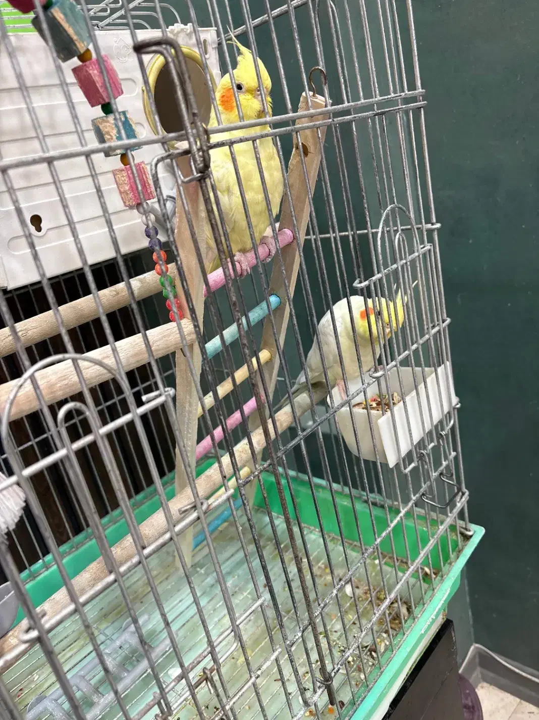 عروس هلندی لوتینو جفت سالم|پرنده|سبزوار, پامنار|دیوار