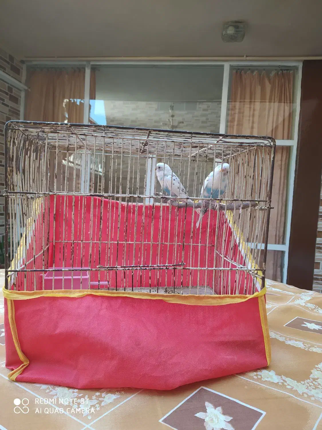 مرغ عشق|پرنده|اصفهان, عسگریه|دیوار