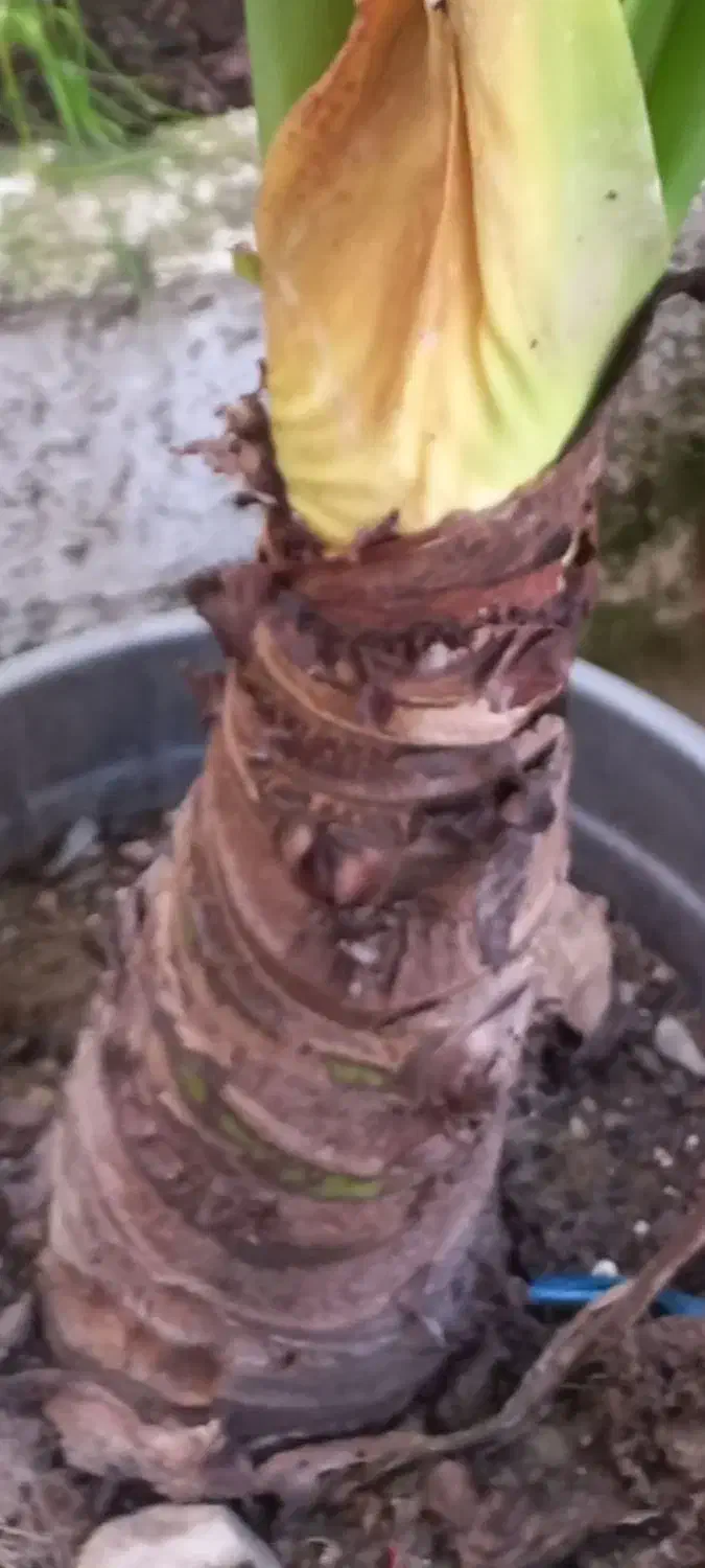 فروش گل باباآدم سبز خارجی|گل و گیاه طبیعی|نشتارود, |دیوار