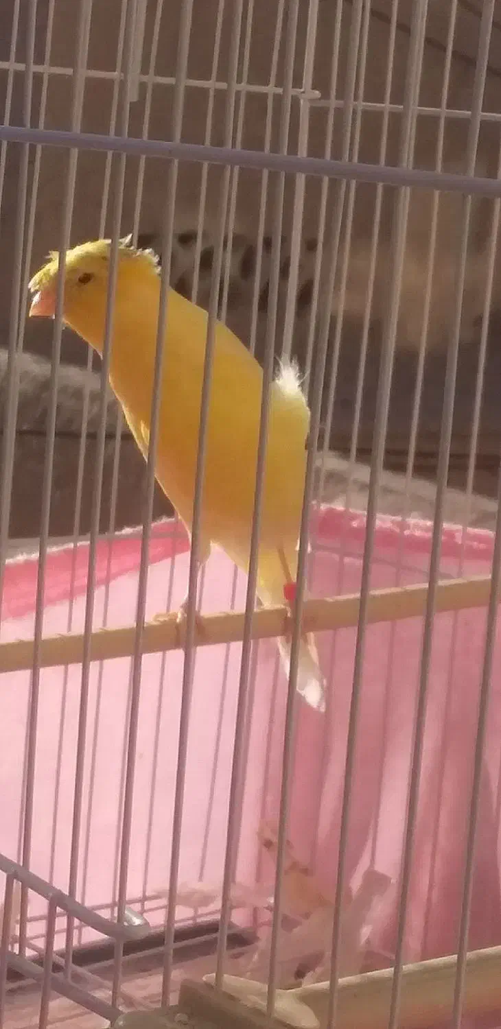 ۲ عدد نرقناری کاکلی و۳ قناری ازنظر جنسیت نامعلوم|پرنده|شاهرود, |دیوار