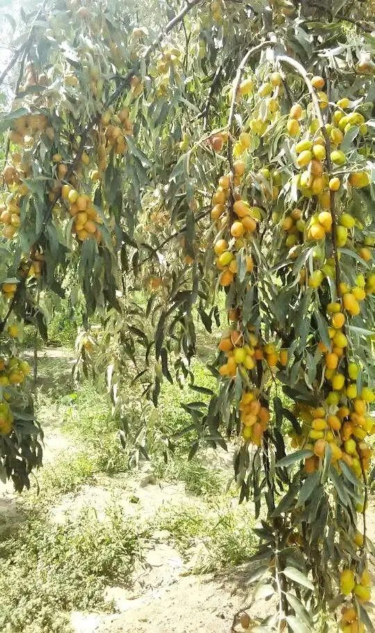 فروش نهال سنجد صادراتی حاج حسین|خدمات باغبانی و درختکاری|مرند, |دیوار