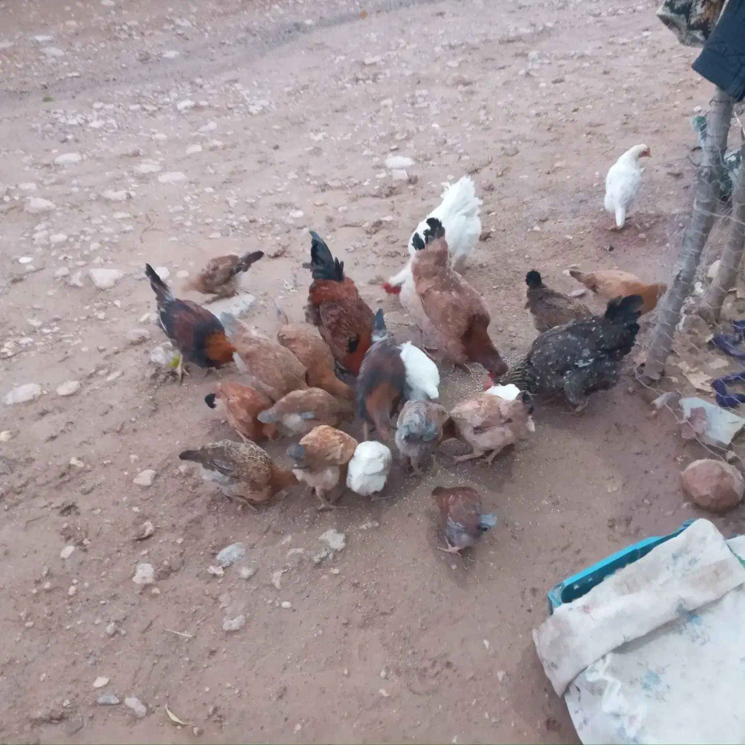 تیله بومی حراج حراج|حیوانات مزرعه|لردگان, |دیوار