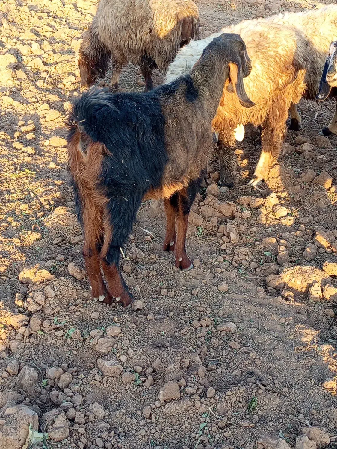 بز ترکی مخصوص داشت|حیوانات مزرعه|سده (فارس), |دیوار