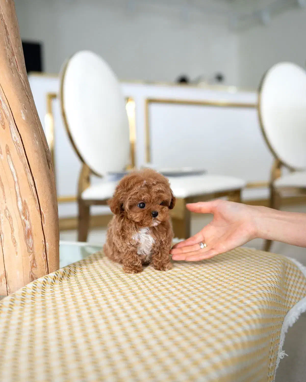 سگ پودل فنجونی نروماده2ماه 3900بی واسطه|سگ|تهران, تهرانسر مرکزی|دیوار