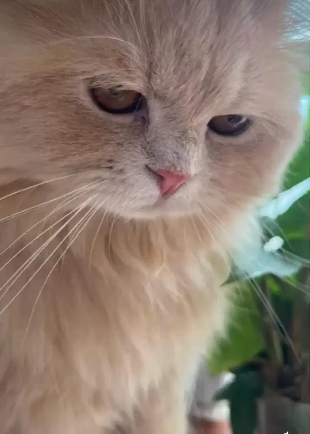 پرشین دال فیس|گربه|ابهر, |دیوار