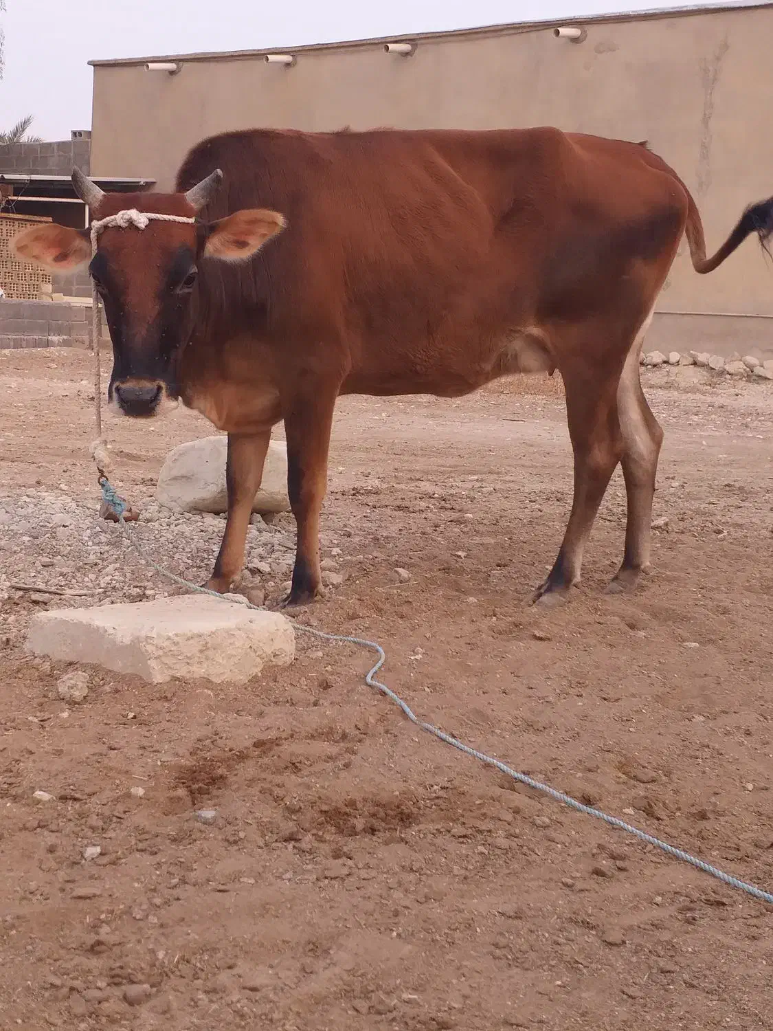 نوبر و گوساله نر|حیوانات مزرعه|عسلویه, |دیوار