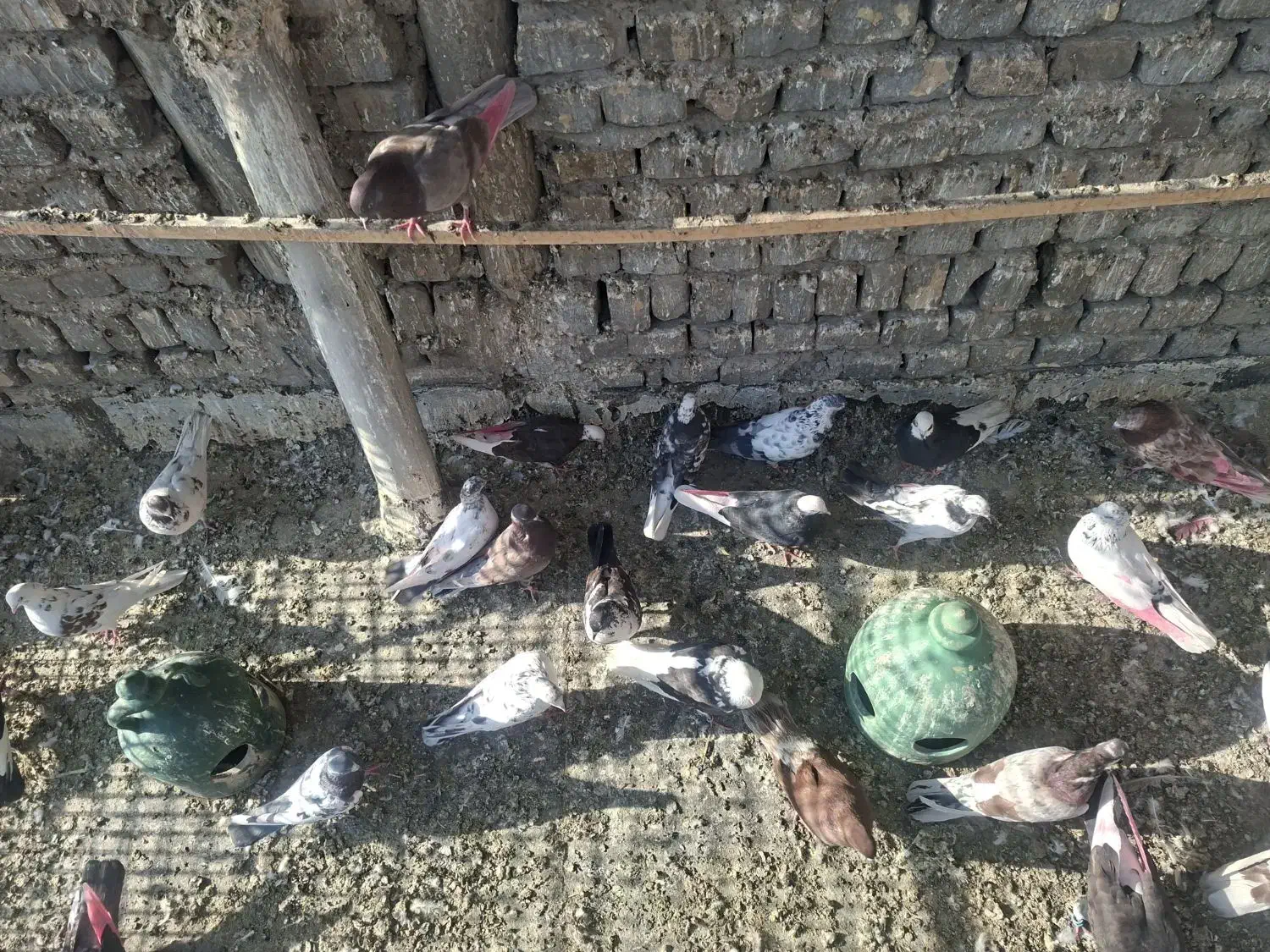 کفتر تهرانی|پرنده|قرچک, مهدیه|دیوار