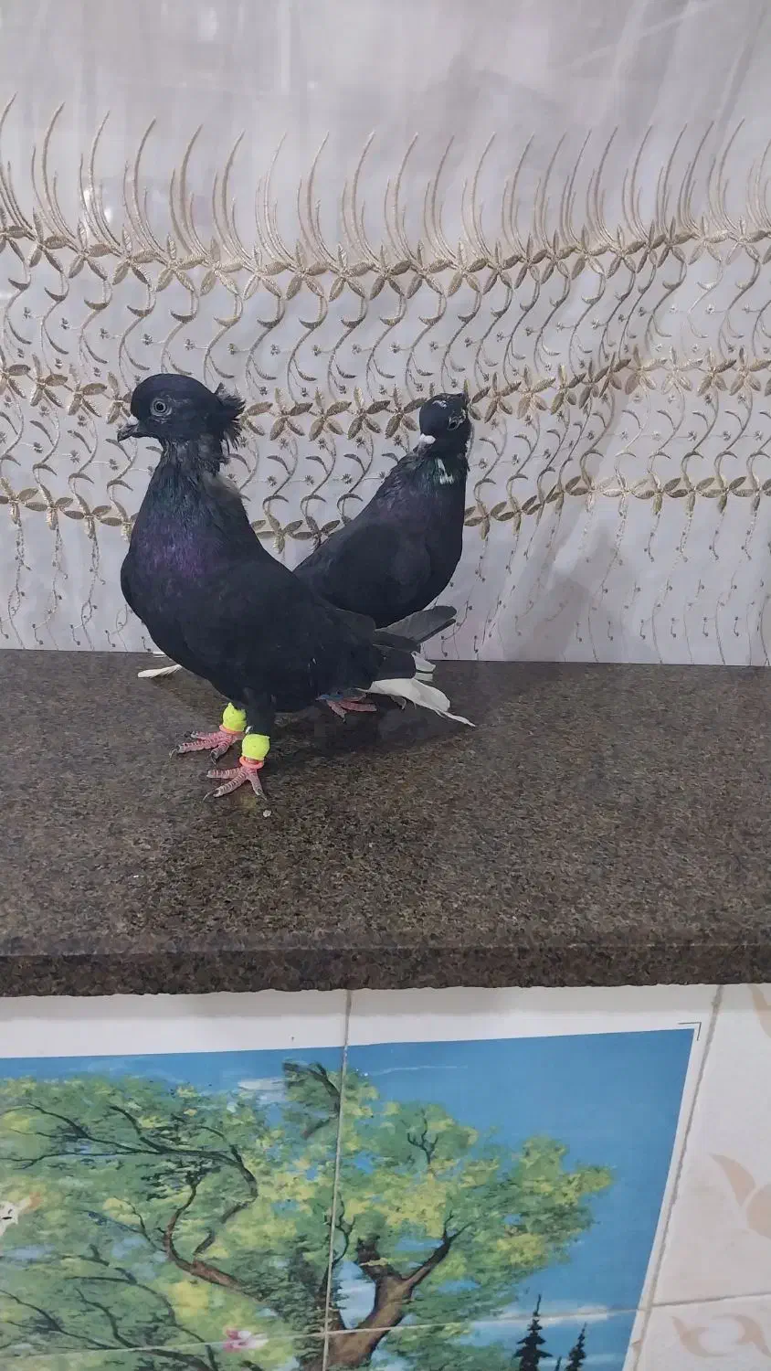 کبوتر اشعل تمیز وجوان|پرنده|اهواز, کوی مندلی(سه راه خرمشهر)|دیوار