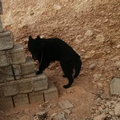 ژرمن بلک شولاین|سگ|شیراز, قلات|دیوار