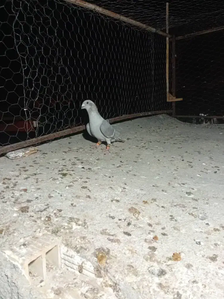 کبوتر|پرنده|برازجان, |دیوار