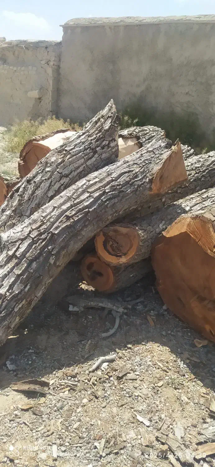 خرید و فروش انواع چوب با بهترین قیمت|خدمات باغبانی و درختکاری|کرمان, |دیوار