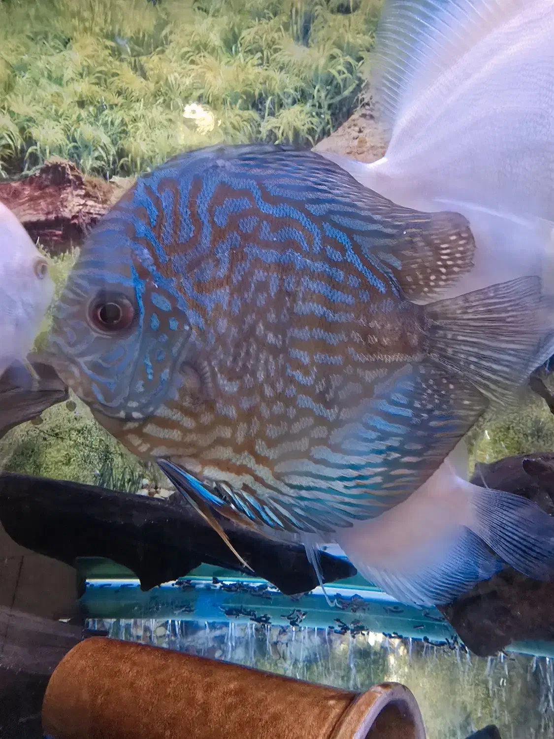 دیسکس سایز بزرگ قناری|ماهی|تهران, حکیمیه|دیوار