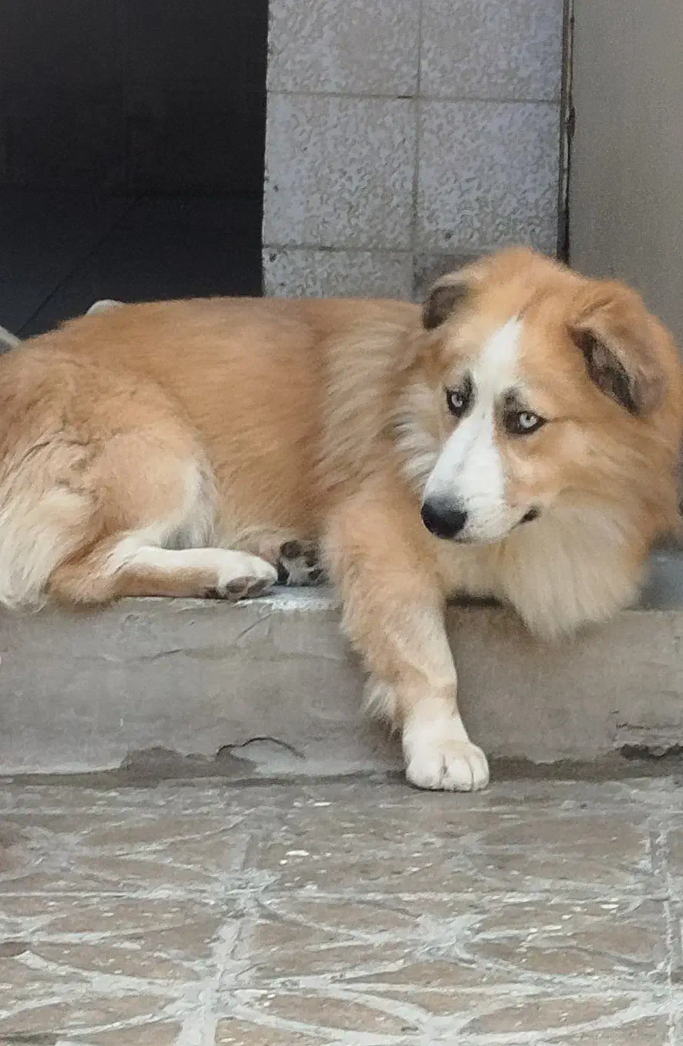 هاسکی پاکوتاه|سگ|دورود, |دیوار