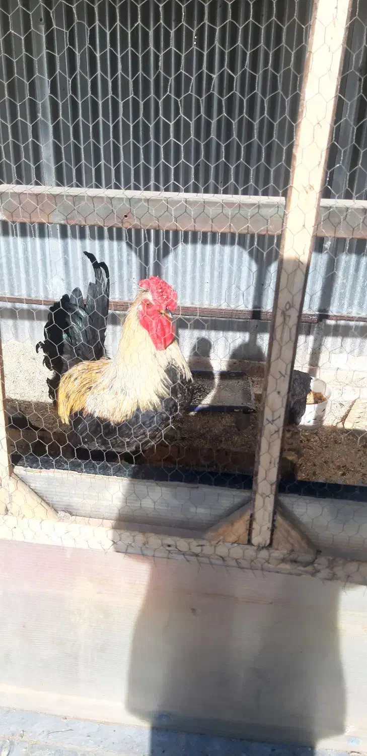 خروس جوان چهل تاج|حیوانات مزرعه|خمینی‌شهر, |دیوار