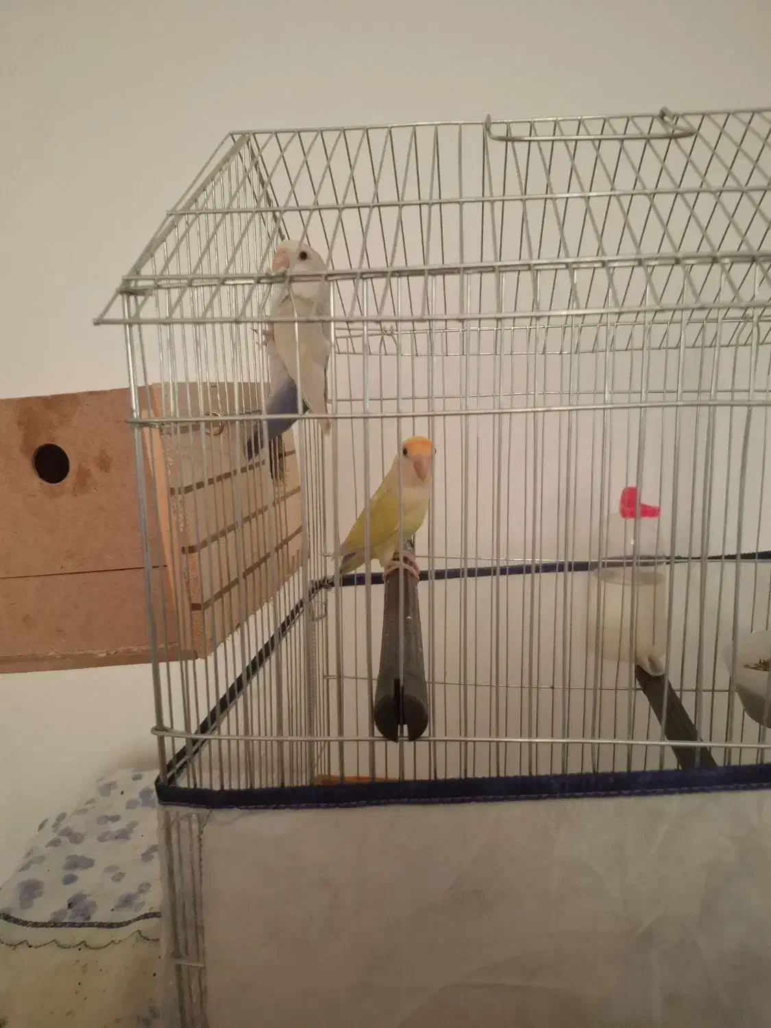 یک جفت طوطی برزیلی کاملا سالم|پرنده|جم, |دیوار