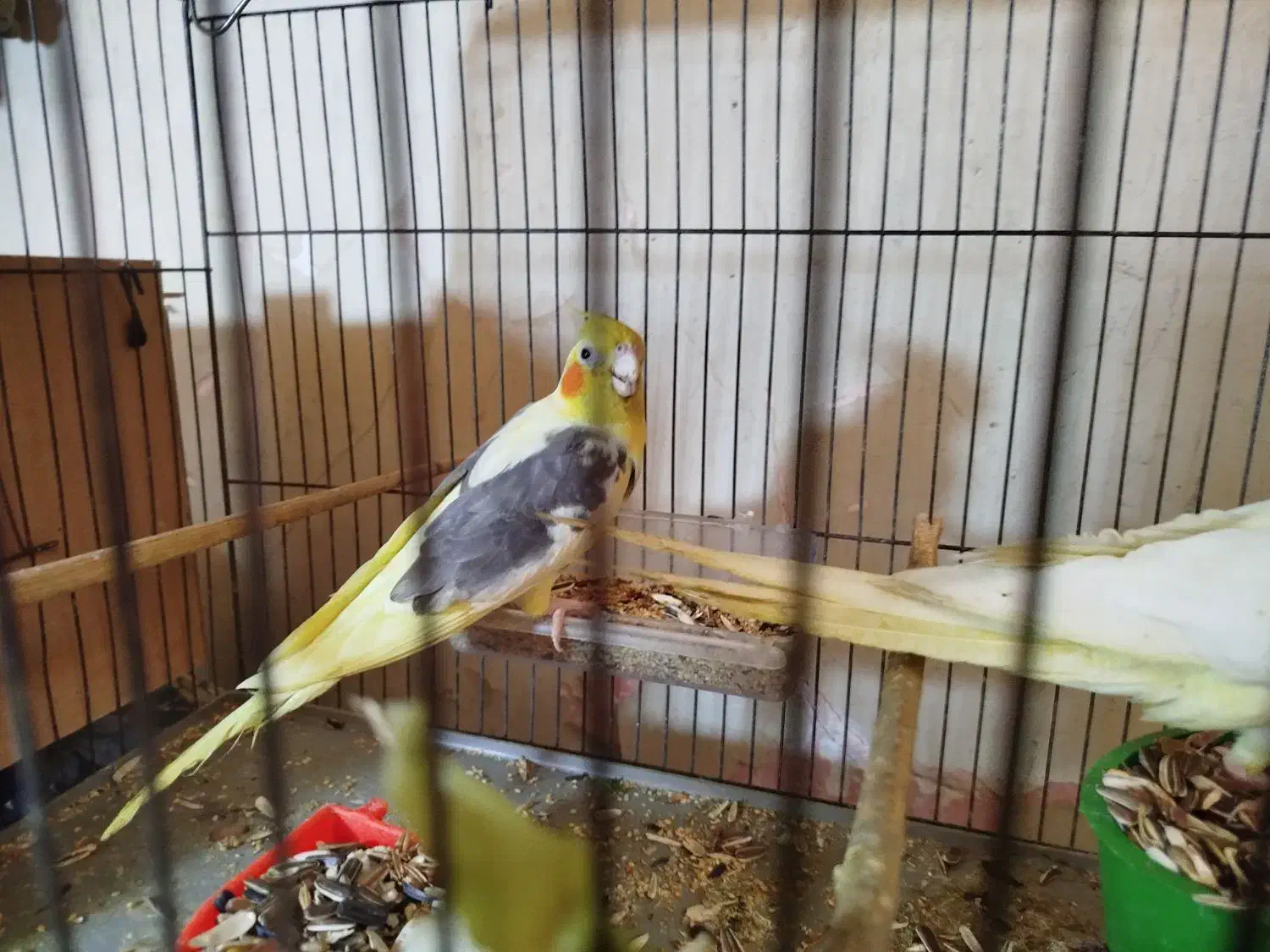 دو جفت عروس پاریس مولدشرط|پرنده|اهواز, کمپلو شمالی|دیوار