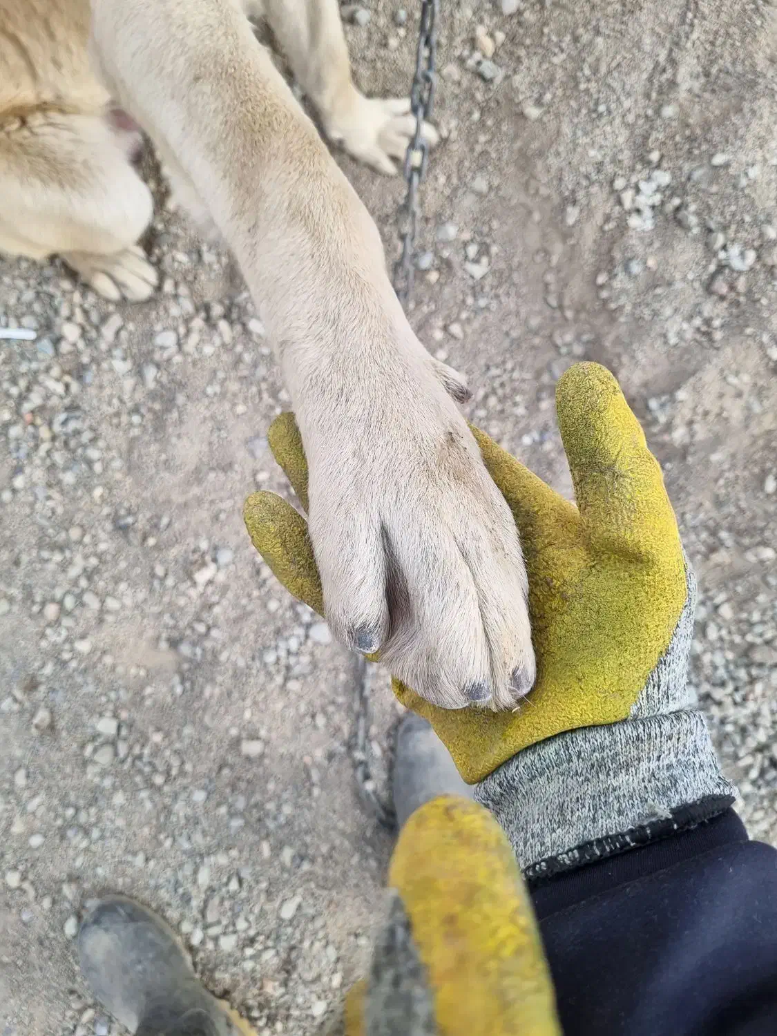 سگ سراب قد ۹۰|سگ|قلعه نو, |دیوار