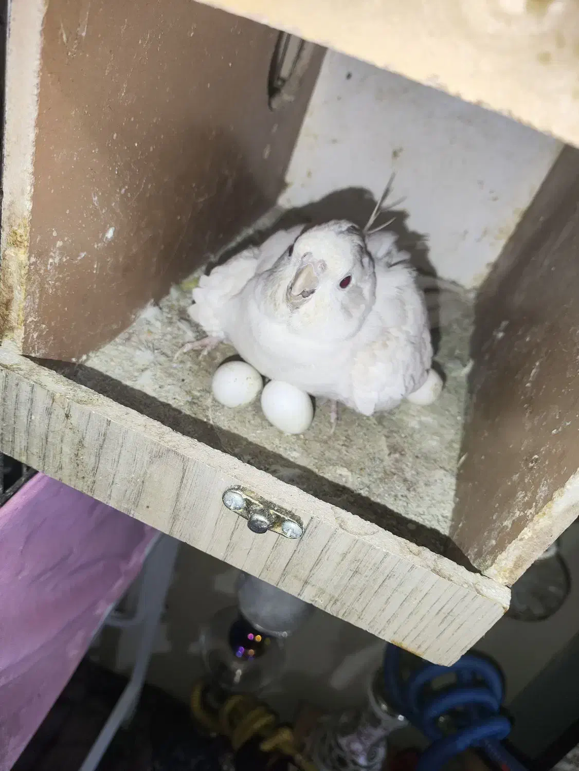 عروس هلندی جفت نر و ماده|پرنده|ری, شهید بهشتی|دیوار