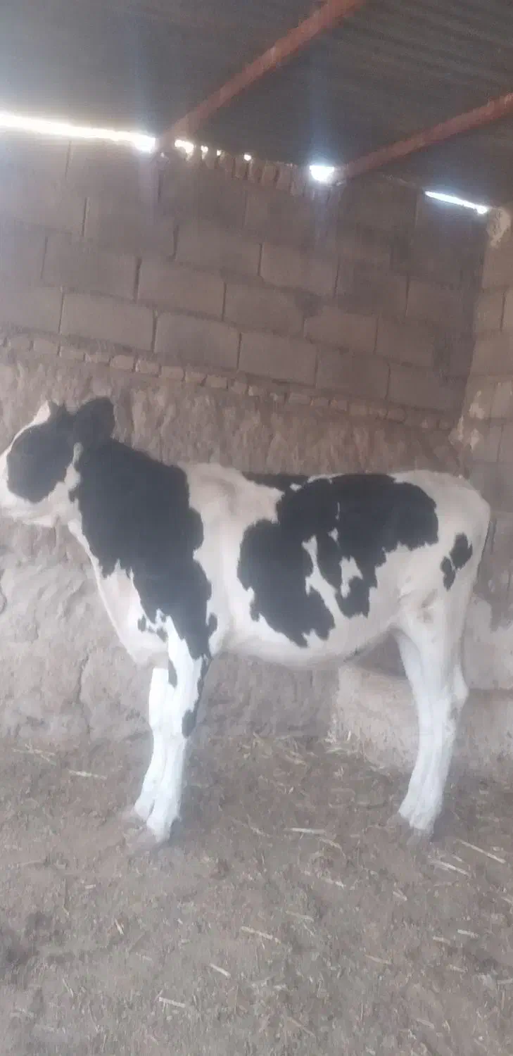 گوساله|حیوانات مزرعه|تربت جام, شاهد|دیوار