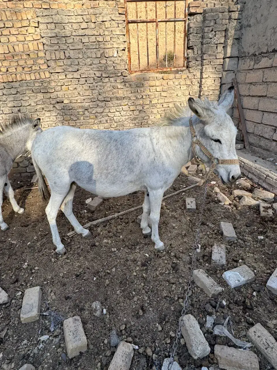 خر . الاغ|حیوانات مزرعه|هشتگرد, هیو|دیوار