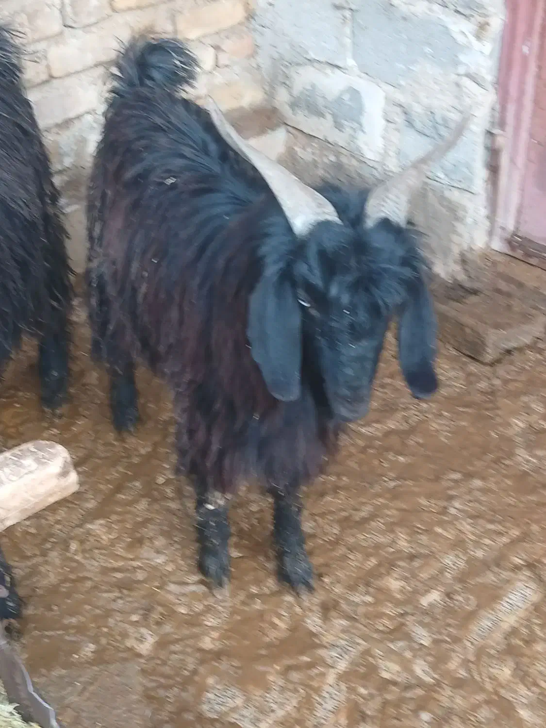 کهره نر|حیوانات مزرعه|مرودشت, علی‌آباد‎|دیوار