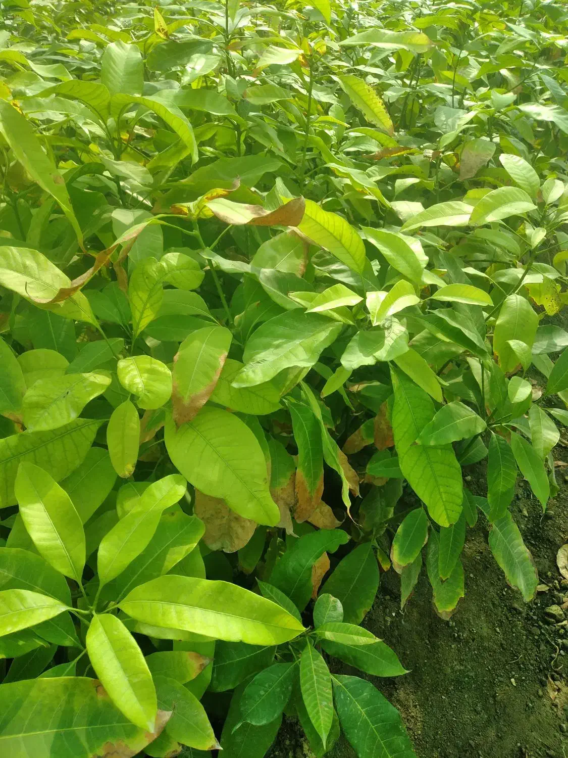 نهال انبه پاکستانی بذری عمده رودان|گل و گیاه طبیعی|رودان, |دیوار