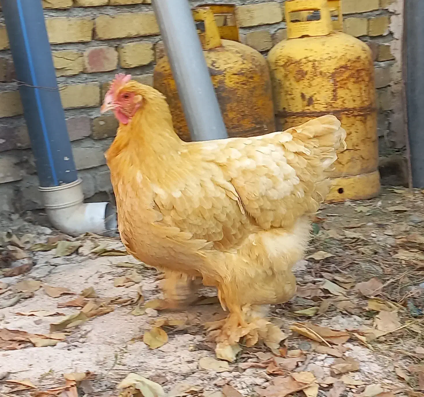 تک مرغ برهما|حیوانات مزرعه|تهران, جیحون|دیوار