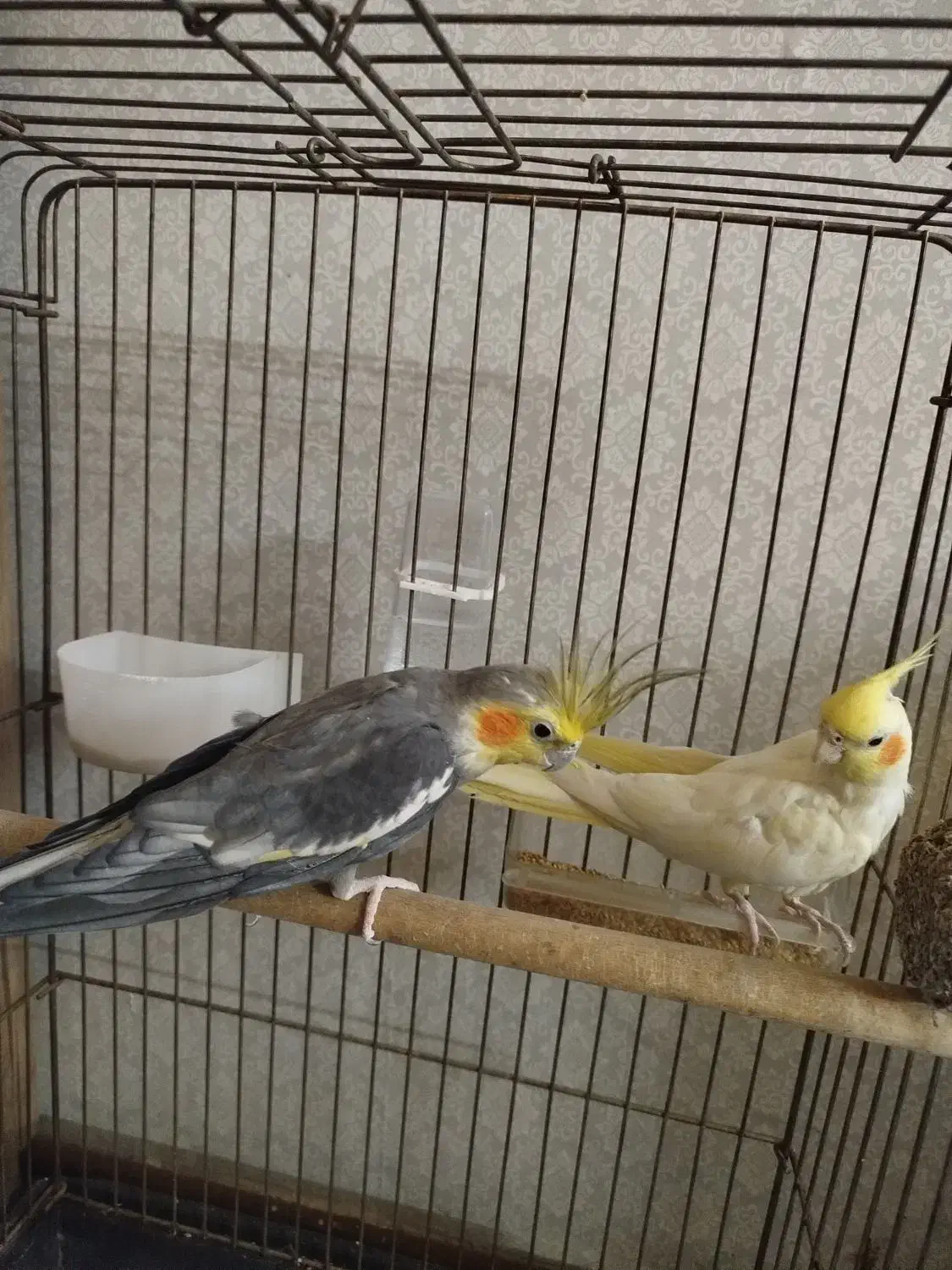 عروس هلندی نرو ماده جفت|پرنده|تهران, اوقاف|دیوار