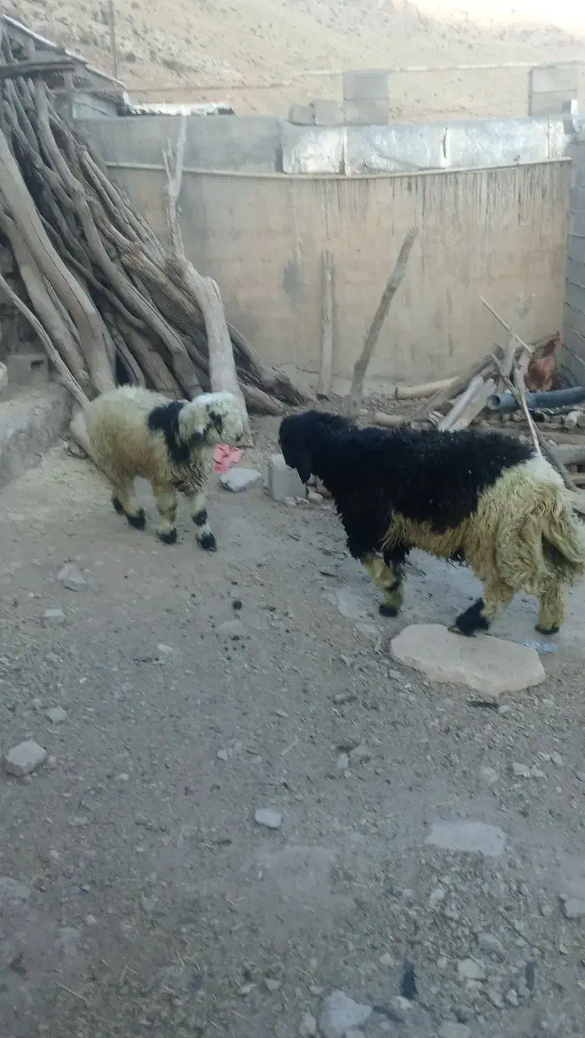 بره قیمت توافقی|حیوانات مزرعه|اردل, |دیوار