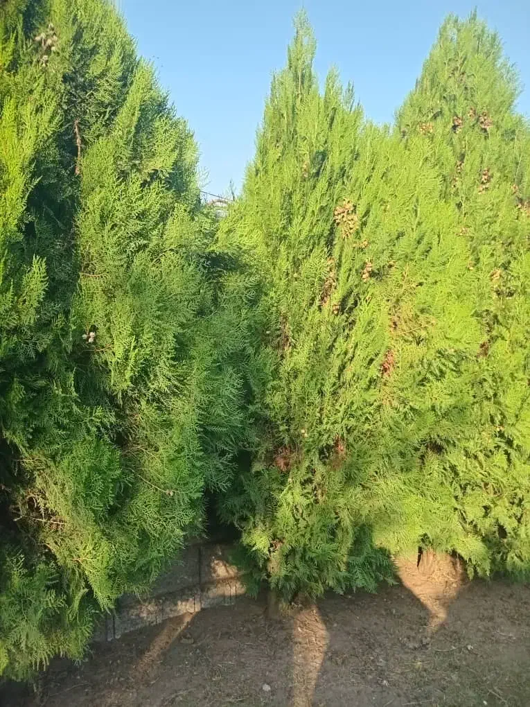 درخت کاج ۱.۵ متری|گل و گیاه طبیعی|رودبنه, |دیوار