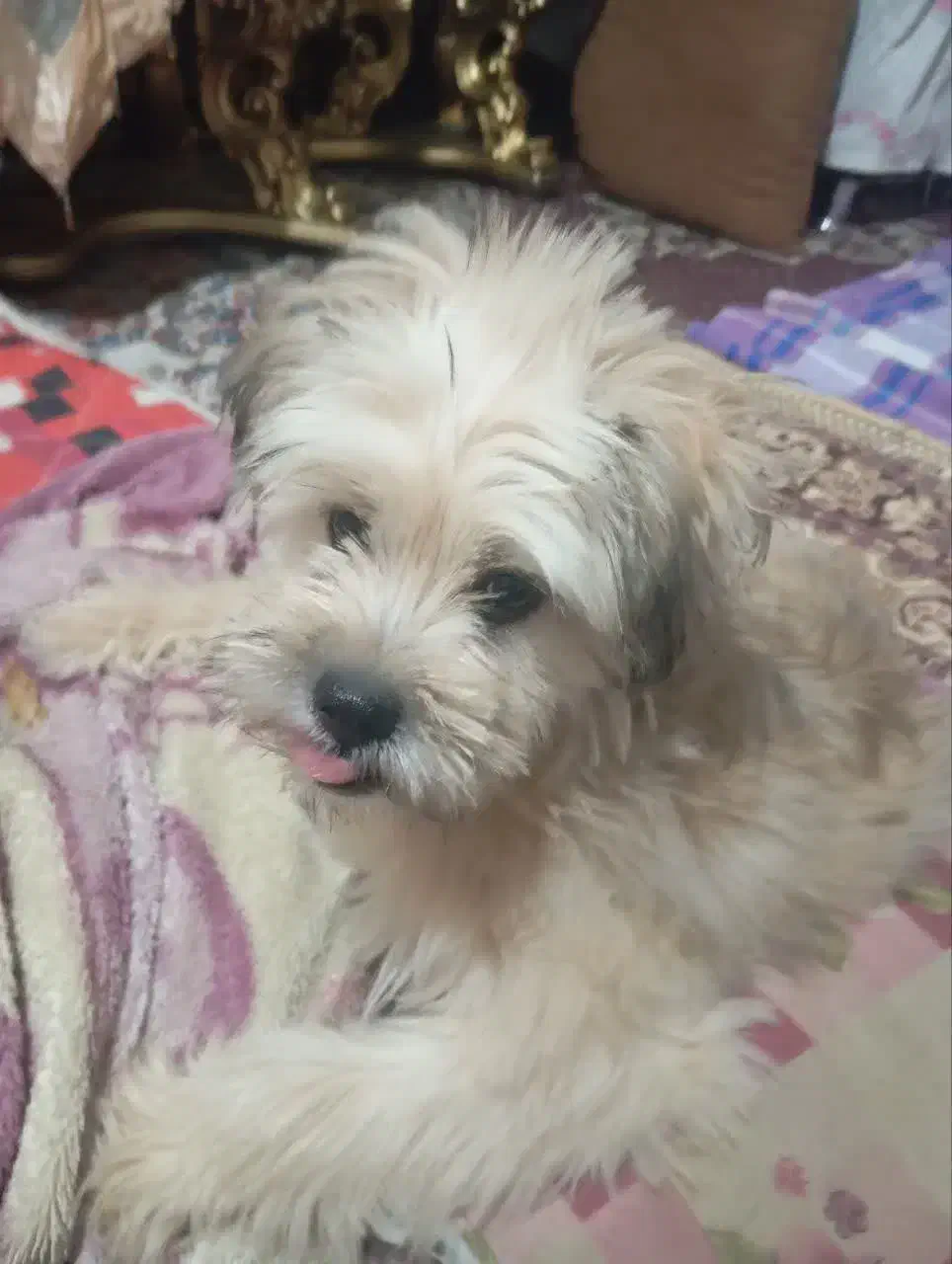 سگ آموزش دیده شیتزوپامر|حیوانات|مشهد, شهید جنگی|دیوار