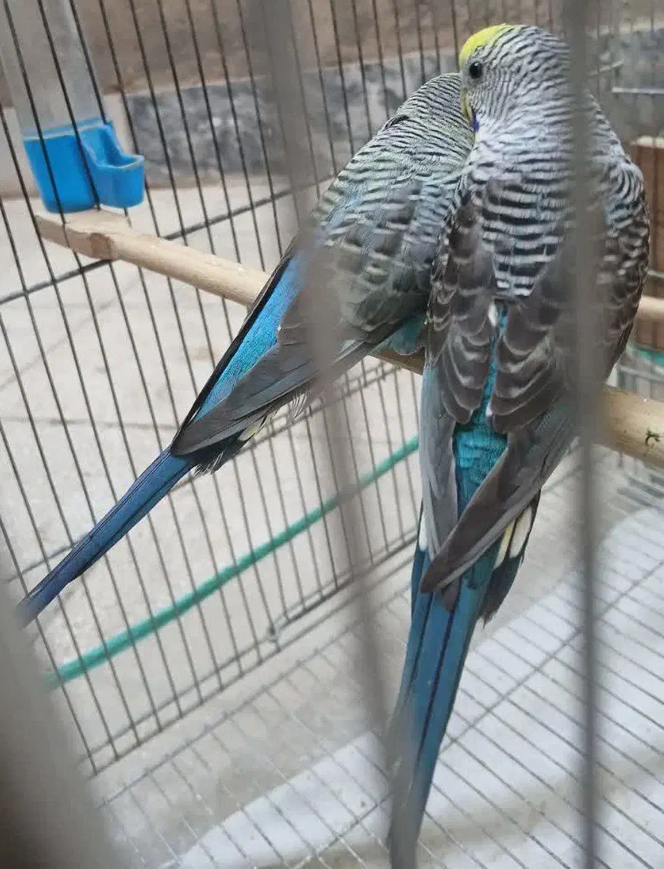 مرغ عشق بلک وینگ|پرنده|تهران, یافت‌آباد|دیوار