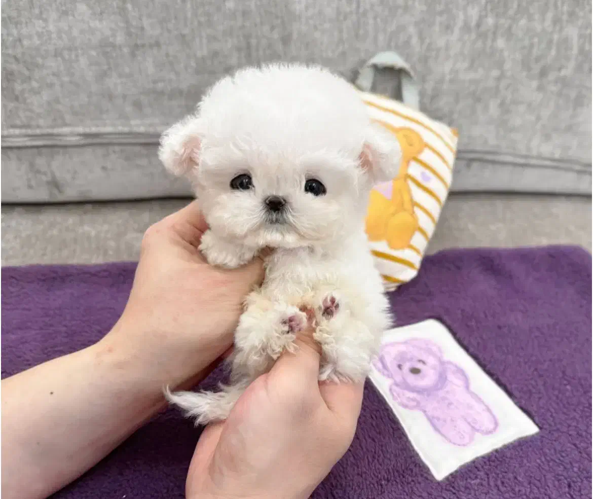 مالی شیت|سگ|تهران, شهرک هما|دیوار