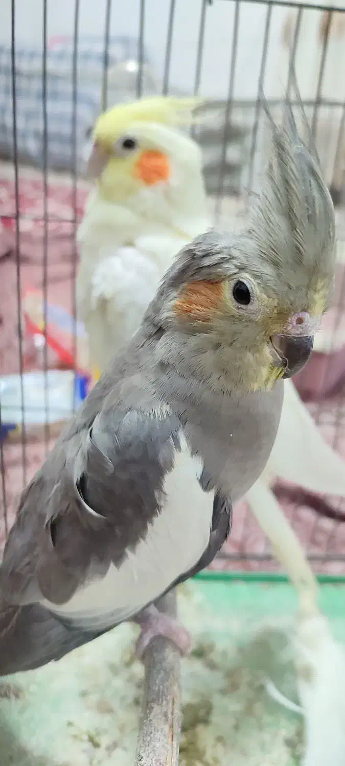 چند جفت عروس هلندی|پرنده|فامنین, |دیوار