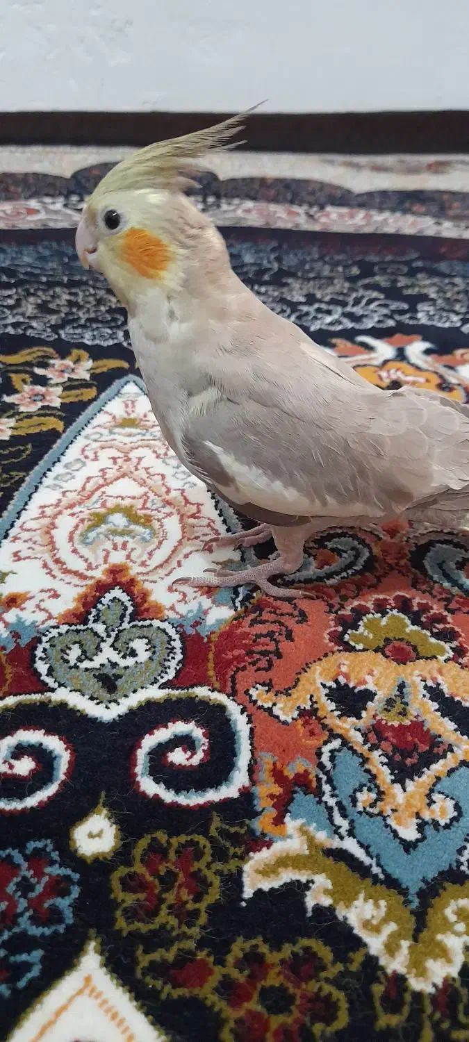 فروش عروس هلندی ۲ ماهه|پرنده|میانه, |دیوار