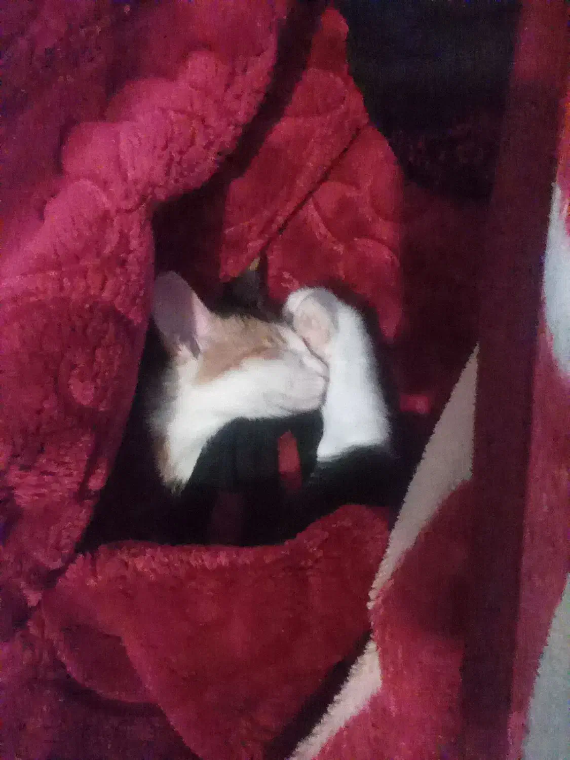 گربه میکس بریتیش با دی اس اچ|گربه|چالوس, |دیوار