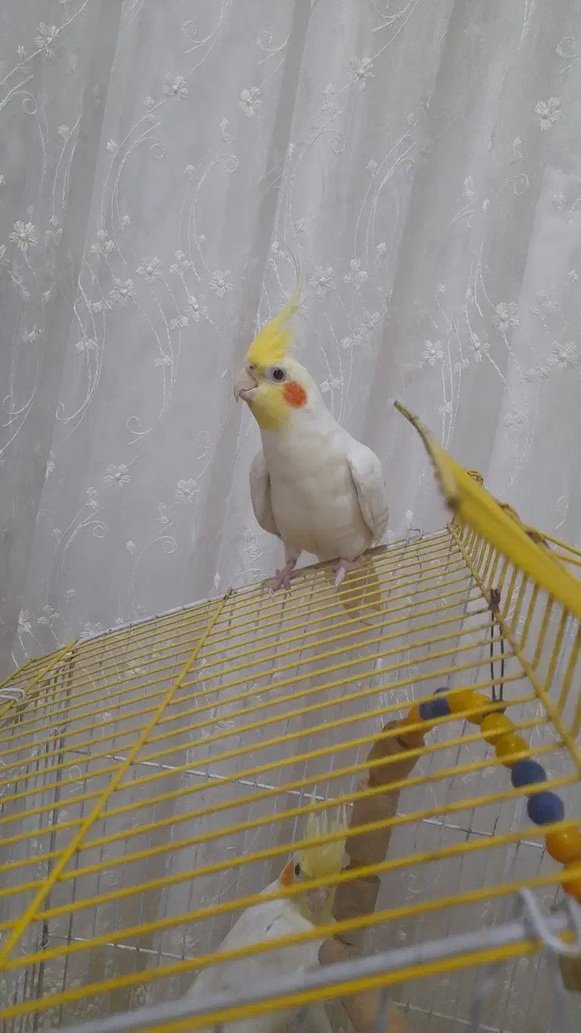 دو عدد عروس هلندی نر با قفس|پرنده|خشکبیجار, |دیوار