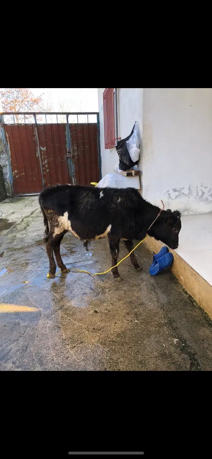 گوساله|حیوانات مزرعه|بندر انزلی, پیل علی باغ|دیوار