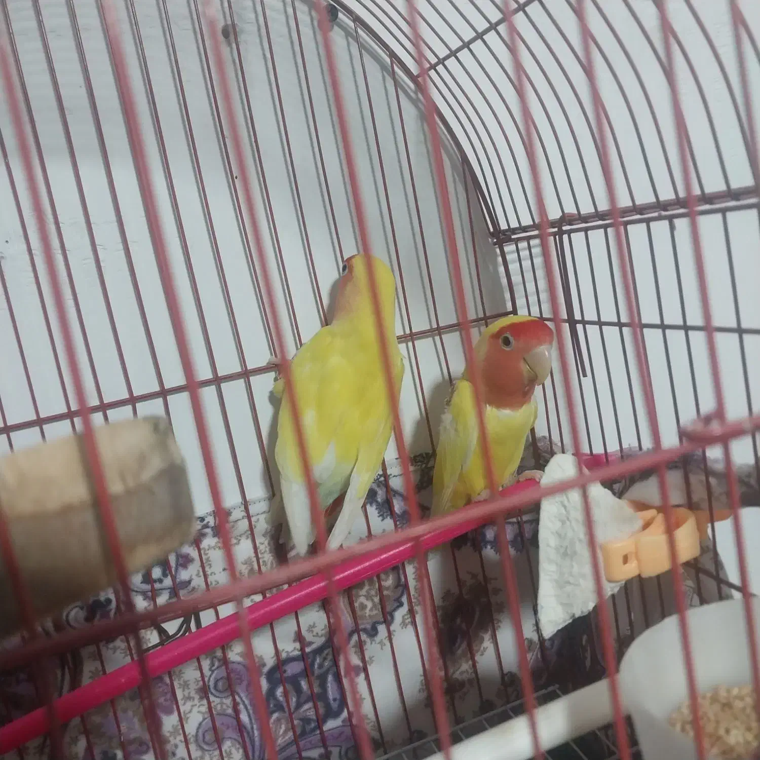 کوتوله|پرنده|ایلخچی, |دیوار