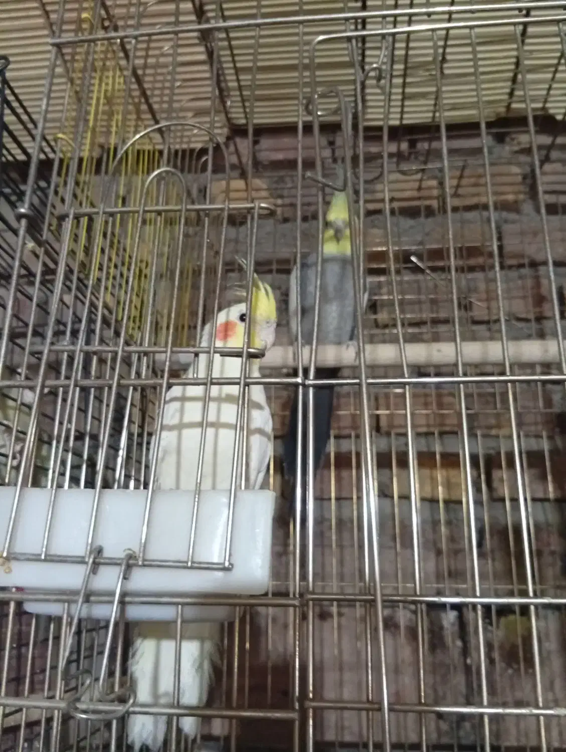 معاوضه فقط با گرینچیک یا فروش نقدی|پرنده|رفسنجان, |دیوار