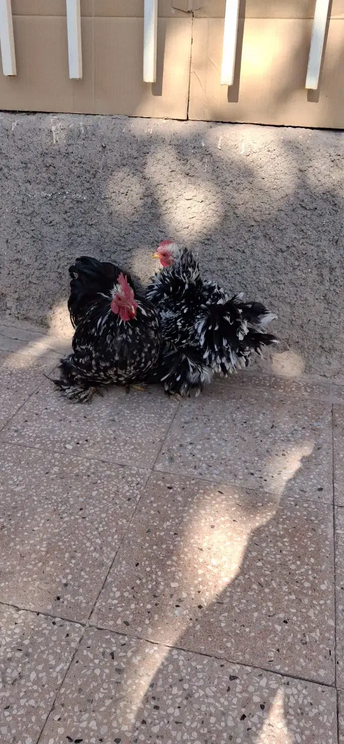 مرغ وخروس فرتزئینی|حیوانات مزرعه|تربتحیدریه, داروپخش|دیوار