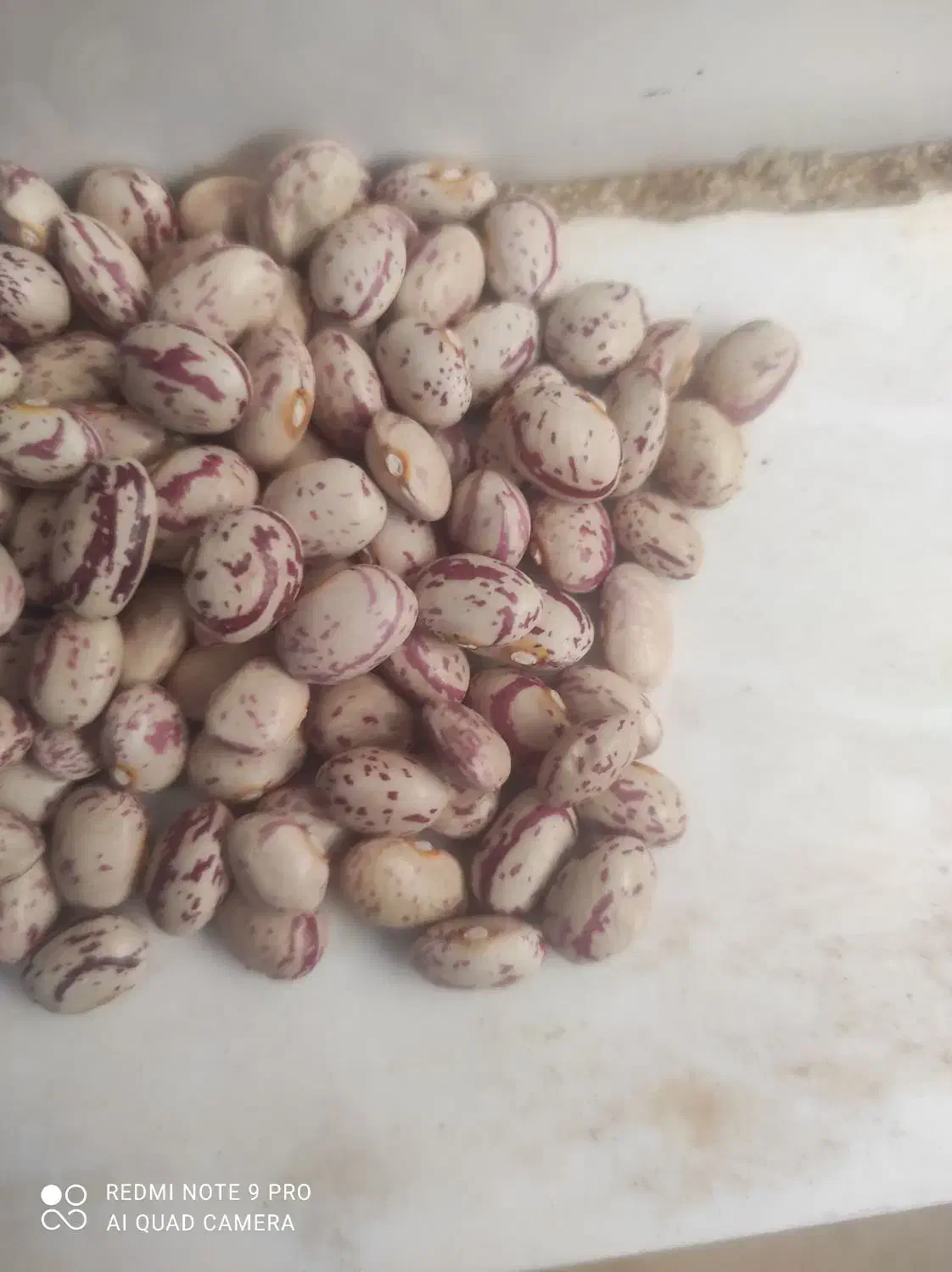 فروش 3تن لوبیا|عمدهفروشی|لردگان, |دیوار