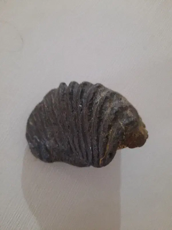 سنگ فسیل|کلکسیون اشیاء عتیقه|میاندوآب, |دیوار