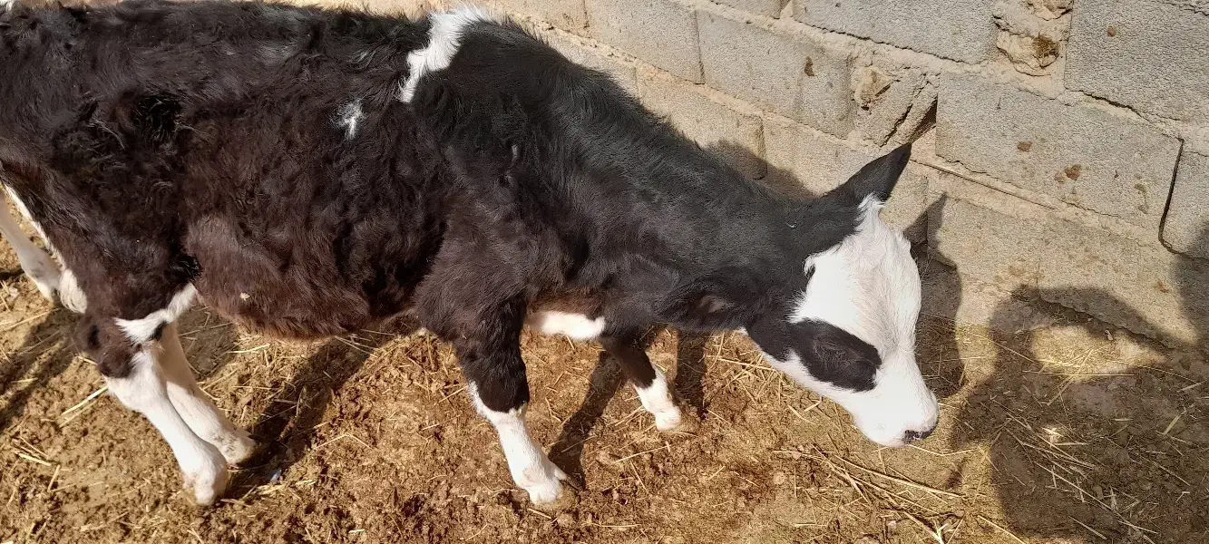 گاو شکم اول با گوساله نر|حیوانات مزرعه|بجنورد, |دیوار